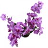 Midi Phalaenopsis Purple Çift Dallı Mor Orkide 30-40 cm - Görsel 2