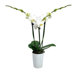 Midi Phalaenopsis White Çift Dallı Beyaz Orkide 30-40 cm