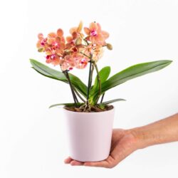 Midi Orkide Turuncu Phalaenopsis Surf Song Çift Dallı 30-40 cm