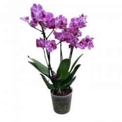 Midi Phalaenopsis Purple Çift Dallı Mor Orkide 30-40 cm