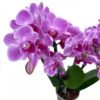 Midi Phalaenopsis Purple Çift Dallı Mor Orkide 30-40 cm - Görsel 3
