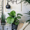 Büyük Boy Calathea Orbifolia (Dua Çiçeği) - Görsel 2