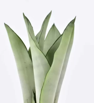 Sansevieria Moonshine (Ay Işığı Paşa Kılıcı) 30-40 cm - Görsel 2