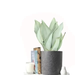 Sansevieria Moonshine (Ay Işığı Paşa Kılıcı) 30-40 cm - Görsel 3