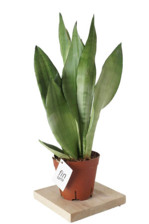 Sansevieria Moonshine (Ay Işığı Paşa Kılıcı) 30-40 cm