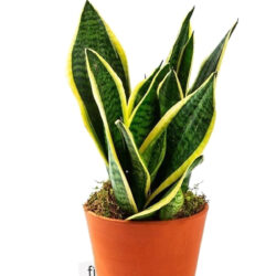 Sansevieria Trifasciata Paşa Kılıcı 25-30 cm