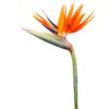 İthal Strelitzia Reginae Starliçe Cennet Kuşu Bird Of Paradise 50-60 cm Salon Bitkileri - Görsel 2