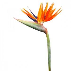 İthal Strelitzia Reginae Starliçe Cennet Kuşu Bird Of Paradise 50-60 cm Salon Bitkileri - Görsel 2