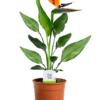 İthal Strelitzia Reginae Starliçe Cennet Kuşu Bird Of Paradise 50-60 cm Salon Bitkileri