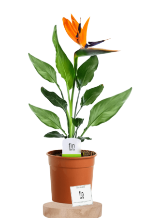 İthal Strelitzia Reginae Starliçe Cennet Kuşu Bird Of Paradise 50-60 cm Salon Bitkileri