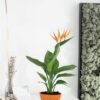 İthal Strelitzia Reginae Starliçe Cennet Kuşu Bird Of Paradise 50-60 cm Salon Bitkileri - Görsel 3