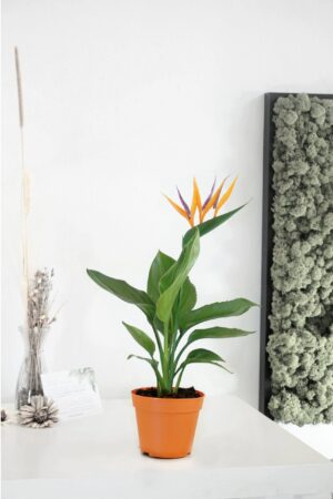 İthal Strelitzia Reginae Starliçe Cennet Kuşu Bird Of Paradise 50-60 cm Salon Bitkileri - Görsel 3