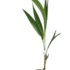 Coconut Palm Cocos Nucifera (Hindistan Cevizi Palmiyesi) 100-120 cm
