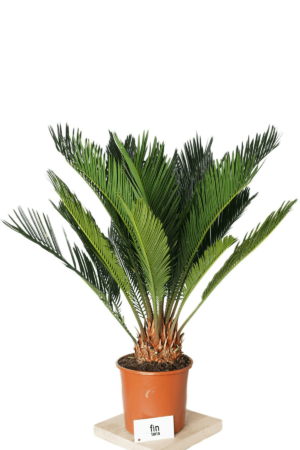 Cycas Revoluta Sago Palmiyesi 50-60 cm