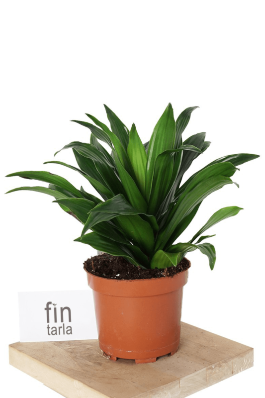 Fintarla