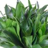 Dracaena Compacta 30-40 cm Salon Bitkisi - Görsel 3