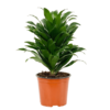 Dracaena Compacta 30-40 cm Salon Bitkisi - Görsel 2