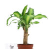 Dracaena Fragrans Yellow Coast Salon Bitkisi Tek Gövde 30-40 cm