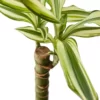Dracaena Fragrans Yellow Coast Salon Bitkisi Tek Gövde 30-40 cm - Görsel 2