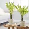 Dracaena Fragrans Yellow Coast Salon Bitkisi Tek Gövde 30-40 cm - Görsel 3