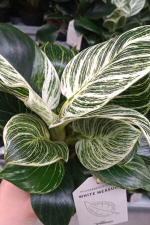 Philodendron Birkin White Measure  - Beyaz Philodendron - Ev Ofis Salon Iç Mekan Bitkisi - 30-40 Cm - Görsel 3
