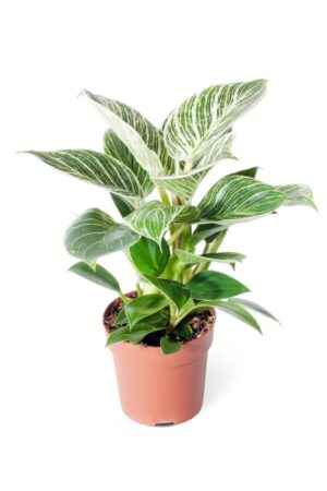 Philodendron Birkin White Measure  - Beyaz Philodendron - Ev Ofis Salon Iç Mekan Bitkisi - 30-40 Cm