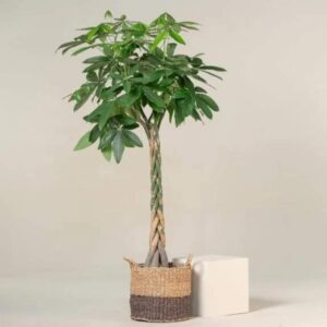 Kalın Gövdeli Örgülü Para Ağacı XL (Pachira Aquatica) Dev Salon Bitkisi 120-140 cm - Görsel 3