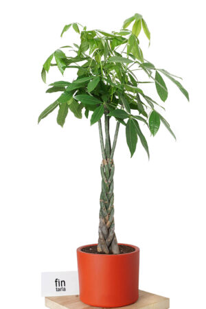 Kalın Gövdeli Örgülü Para Ağacı XL (Pachira Aquatica) Dev Salon Bitkisi 120-140 cm