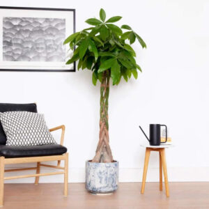 Kalın Gövdeli Örgülü Para Ağacı XL (Pachira Aquatica) Dev Salon Bitkisi 120-140 cm - Görsel 2