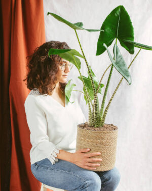 Alocasia Zebrina - Fil Kulağı Çiçeği Xl 70-80 cm Salon Iç Mekan Bitkisi - Görsel 2