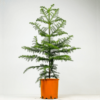 Gerçek Yılbaşı Ağacı Arokarya Araucaria 90-110 CM Çok Dallı Salon Çamı