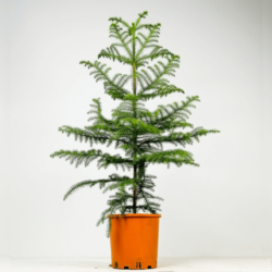 Gerçek Yılbaşı Ağacı Arokarya Araucaria 90-110 CM Çok Dallı Salon Çamı