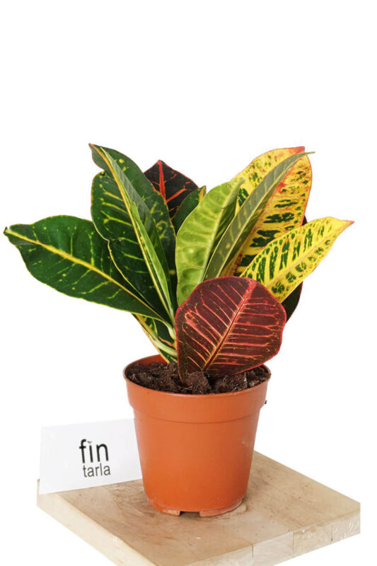 Fintarla