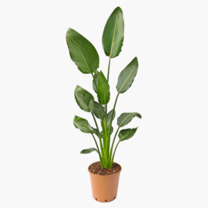 Starliçe - 2 Köklü Large (Turuncu Çiçek Açan Cennet Kuşu Çiçeği - Strelitzia Reginae) 130-150 cm