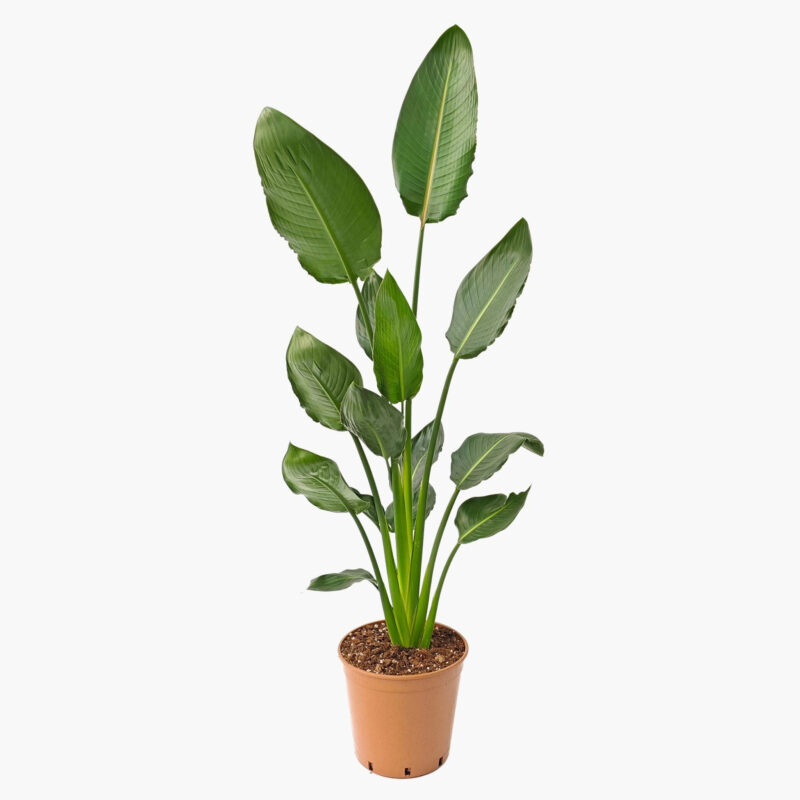 Fintarla