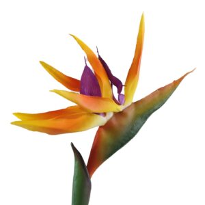 Starliçe - 2 Köklü Large (Turuncu Çiçek Açan Cennet Kuşu Çiçeği - Strelitzia Reginae) 130-150 cm - Görsel 3
