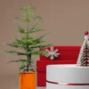 Gerçek Yılbaşı Ağacı Arokarya Araucaria 90-110 CM Çok Dallı Salon Çamı - Görsel 2