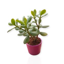 Dekoratif Saksıda Crassula Ovata Büyük Boy Para Çiçeği 8 cm