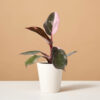 İthal Philodendron Pink Princess Midi Boy 25-30 cm Nadir Tür Salon Bitkisi