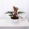 İthal Philodendron Pink Princess Midi Boy 25-30 cm Nadir Tür Salon Bitkisi - Görsel 2