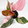 İthal Philodendron Pink Princess Midi Boy 25-30 cm Nadir Tür Salon Bitkisi - Görsel 3