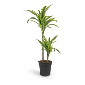 Dracaena Dremensis Lemon Lime 2 Gövdeli 80-100 cm Salon Bitkisi