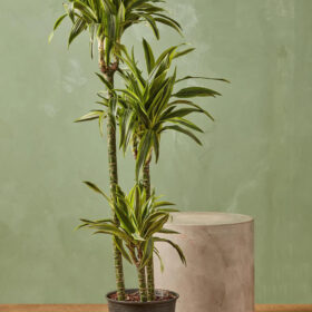 Dracaena Dremensis Lemon Lime 3 Gövdeli 100-120 cm Salon Bitkisi