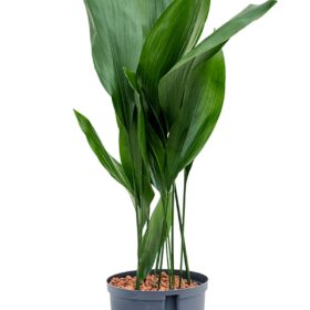 Aspidistra Elatior (Salon Yaprağı) 50-60 cm Dekoratif Salon Bitkisi