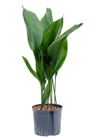 Aspidistra Elatior (Salon Yaprağı) 50-60 cm Dekoratif Salon Bitkisi