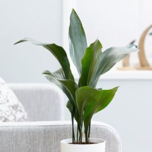 Aspidistra Elatior (Salon Yaprağı) 50-60 cm Dekoratif Salon Bitkisi - Görsel 4