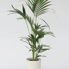 Howea Forsteriana Kentia Palmiyesi 80-100 cm Salon Bitkisi