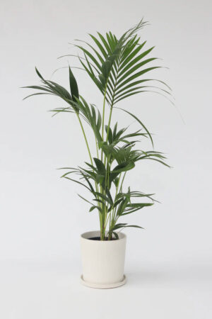 Howea Forsteriana Kentia Palmiyesi 80-100 cm Salon Bitkisi