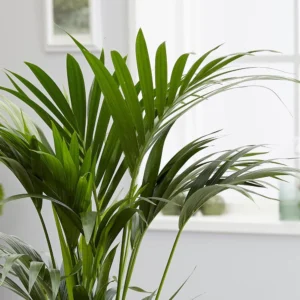 Howea Forsteriana Kentia Palmiyesi 80-100 cm Salon Bitkisi - Görsel 3