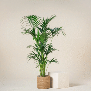 Howea Forsteriana Kentia Palmiyesi 80-100 cm Salon Bitkisi - Görsel 4